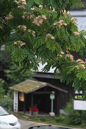 三条市下田地区長野地内で咲くネムノキの花、背景は嵐渓荘