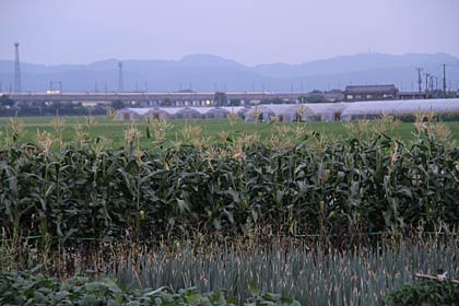 三条市上須頃地内でおとなの背丈くらいに伸びたトウモロコシ