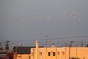 22日も三条は明け方に弱い雨が降り、日中は曇りがちで最高気温は28.1度にとどまるも蒸し暑く