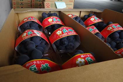  箱詰めされた巨峰