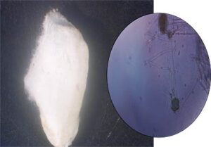 左の白い米麹を顕微鏡で見たのが右の画像