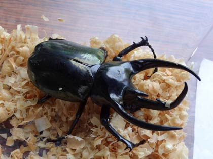 こちらも世界最強クラスのコーカサスオオカブトムシ