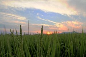 10日夕方、三条市須頃地内で