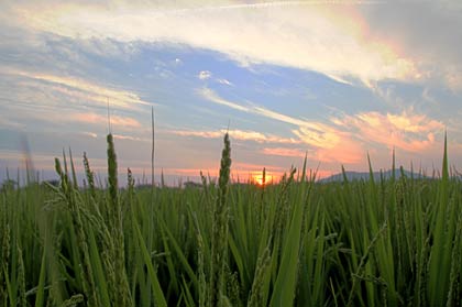 10日夕方、三条市須頃地内で