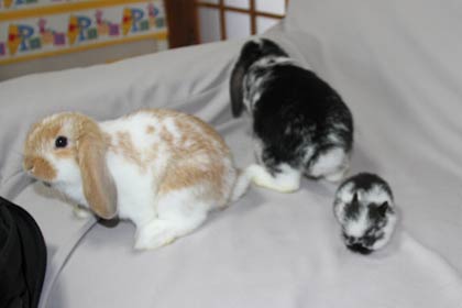 一緒に生まれたきょうだいと比べると同じ動物とは思えないほど小さい