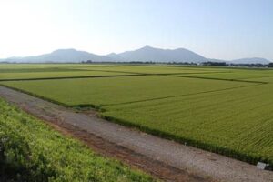 燕市・高木跨線橋から弥彦山方向に広がる田んぼの緑