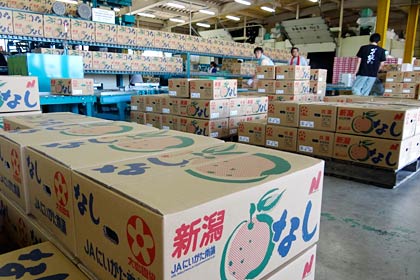 ナシを詰めた箱が次々と積み上がる