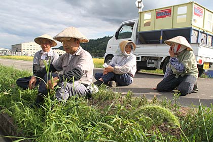 12日午後3時過ぎ、三条市島潟地内で集まって稲刈りの休憩をする農家の人