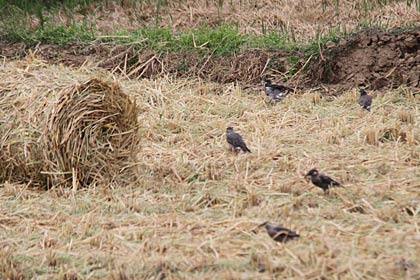 ムクドリと思われる鳥の群れが収穫の終わった田んぼでえさをついばむついばむ