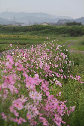 雨に濡れたコスモスの花が風に揺れる