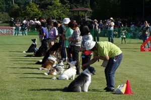 22日に三条市総合運動公園で開かれた第28回県央地区動物フェスティバル