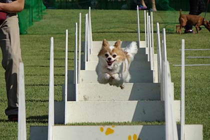 ハードルを飛び越えるスポーツドッグ