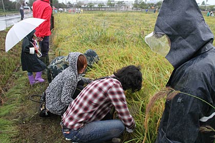 あいにくの雨降りで稲刈りはほんのさわりだけ