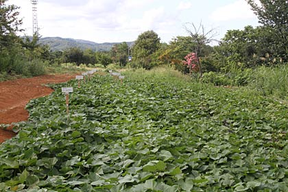 キャンプ場に隣接するイモ畑は土が見えないほど青々と葉が茂る