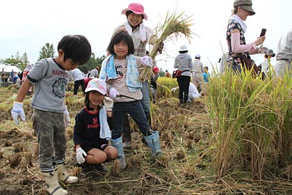 燕市吉田新保地区の吉田ふれあい広場西側の田んぼで行われた田んぼアートの稲刈り