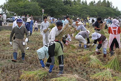 参加者が多く、作業にも集中して例年になく稲刈りがはかどる