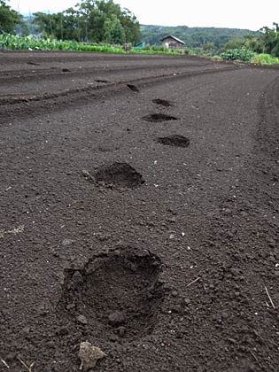 三条市中野原地内の三条市立笹岡小学校近くに残されていたクマの足跡