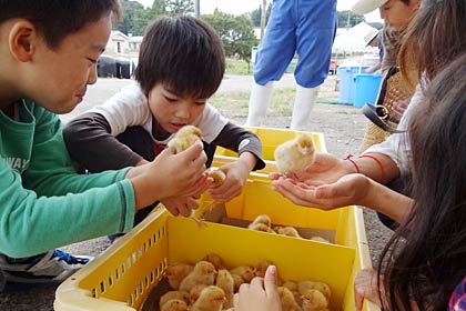  ひよことのふれあい