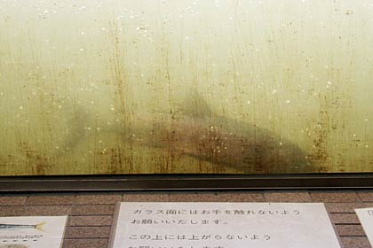 魚道観察室で姿を見せたサケ