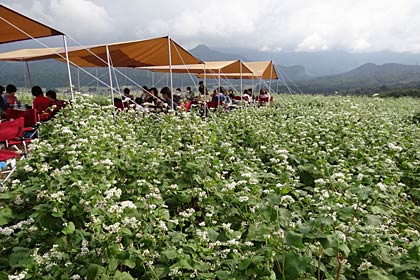 本来なら終わっているはずの白いソバの花が満開