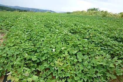 「親子でさつま芋掘り体験」を行うサツマイモ畑