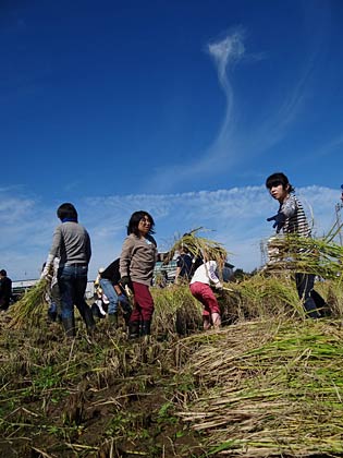 三条市下保内・JAにいがた南蒲北営農センター前の体験田で行われた「第10回子ども活き活き農業体験　秋の稲刈り体験」