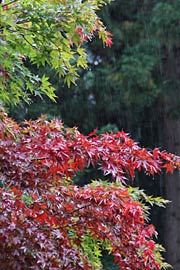 雨のなかで葉が赤く色づき始めた長見寺中庭のモミジ