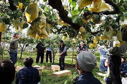  「燕三条イタリア野菜研究会」が地域のレストランや料理店のシェフや経営者などと視察・交流会、石黒農園の畑で