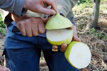 青い「ル　レクチエ」をその場で試食