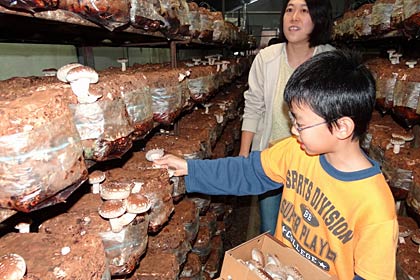 JAにいがた南蒲が28日行った初めての「なんかんたんけん隊バスツアー」、シイタケの収穫を体験する参加者