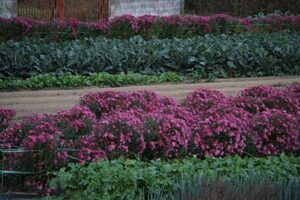 燕市殿島1地内の畑でキクの花の帯