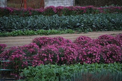  燕市殿島1地内の畑でキクの花の帯