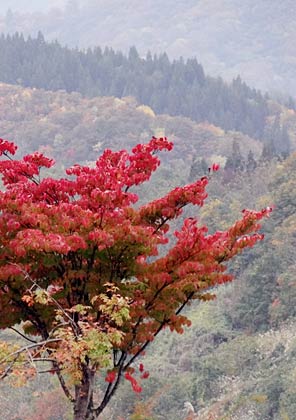 近景も遠景も紅葉が楽しめる