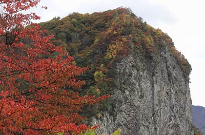  真っ赤に紅葉したサクラの向こうに八木ヶ鼻