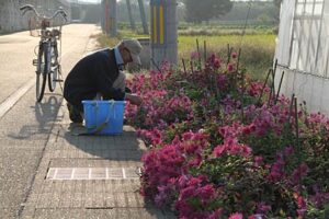 9日午後、三条市上須頃地内で食用菊の花を摘む男性