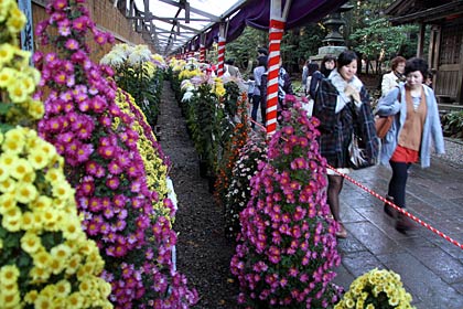 16日の弥彦神社の菊まつり