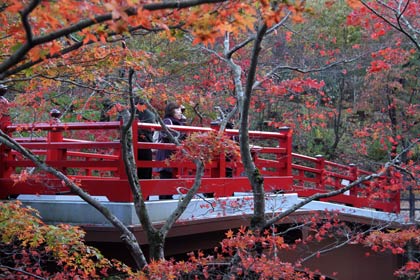 弥彦公園もみじ谷の観月橋付近の紅葉