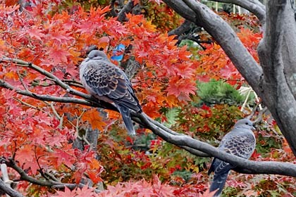  三条市興野付近の民家の庭の木の枝で紅葉を横目に見て羽を膨らませるキジバト