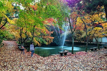 18日夕方、枯れ葉がじゅうたんのように敷き詰められた加茂山公園の池之端
