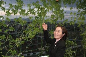 県央研究所の室内で栽培しているゴーヤが晩秋を迎えてなお青々と葉を茂らせる