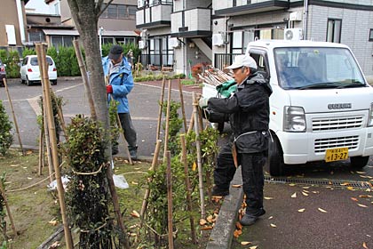  今は季節仕事の冬囲い作業に忙しい三条市シルバー人材センター会員