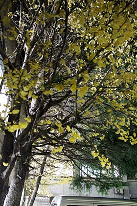 20日夜、三条市役所第二庁舎前のイチョウも風雨に次々と葉を落としていた