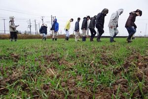 燕三条イタリア野菜研究会が三条産の小麦粉でパンを作ってみたいとのリクエストに応えて小麦の生産に挑戦しようと20日は麦踏み