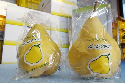出荷が終盤を迎えた三条市大島地区の西洋ナシ「ル　レクチエ」