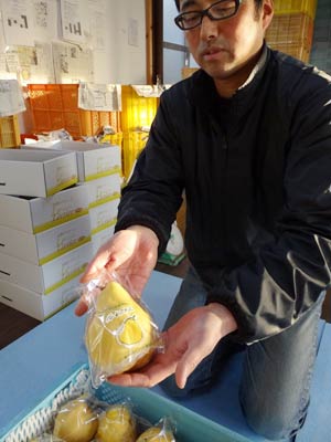 いしぐろ農園でもまだ「ル　レクチエ」の出荷作業が続く