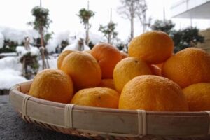 「冬至」の21日から23日までゆず湯をサービスする「いい湯らてい」が用意したユズ