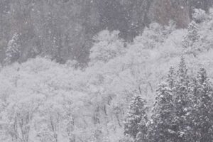 八木ヶ鼻のすそに雪の花が咲く