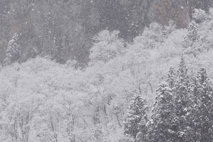 八木ヶ鼻のすそに雪の花が咲く