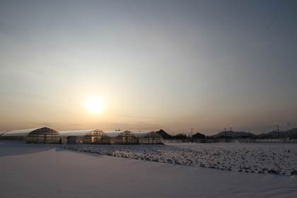  26日夕方、日没が近づく燕市大曲地内の畑
