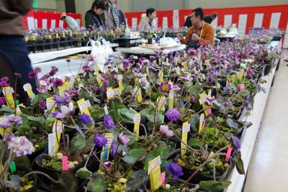 3日まで燕三条地場産業振興センターで開かれている第14回日本・新潟雪割草まつり